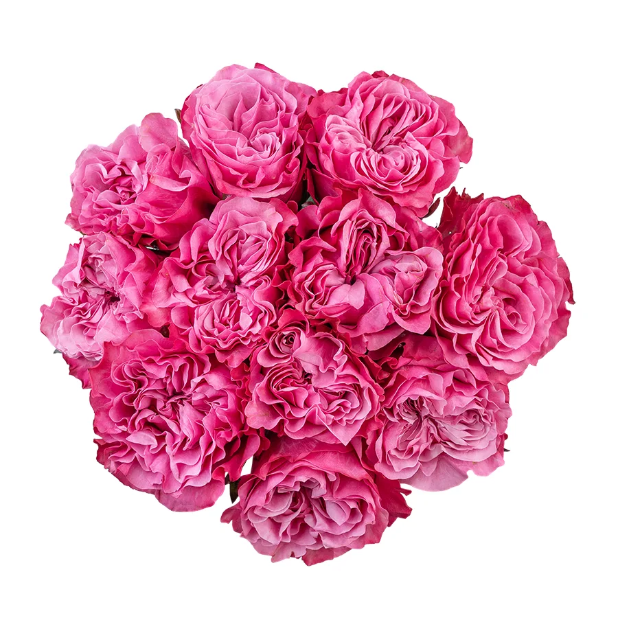 Букет из 11 сиренево-розовых пионовидных роз Кантри Блюз (02964)