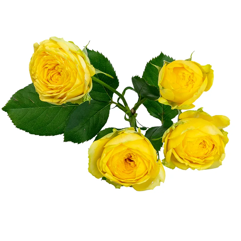 Роза кустовая жёлтая Луна Трендсеттер (00302)