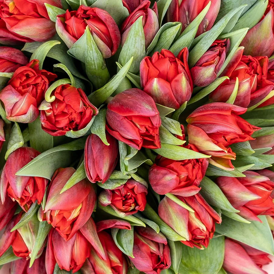 Букет из 45 красных махровых тюльпанов Ред Принцесс (02254)