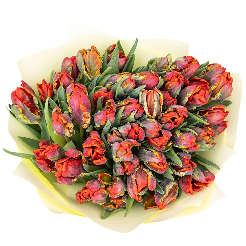 Букет из 47 красных попугайных тюльпанов Пэррот Рококо (01977)