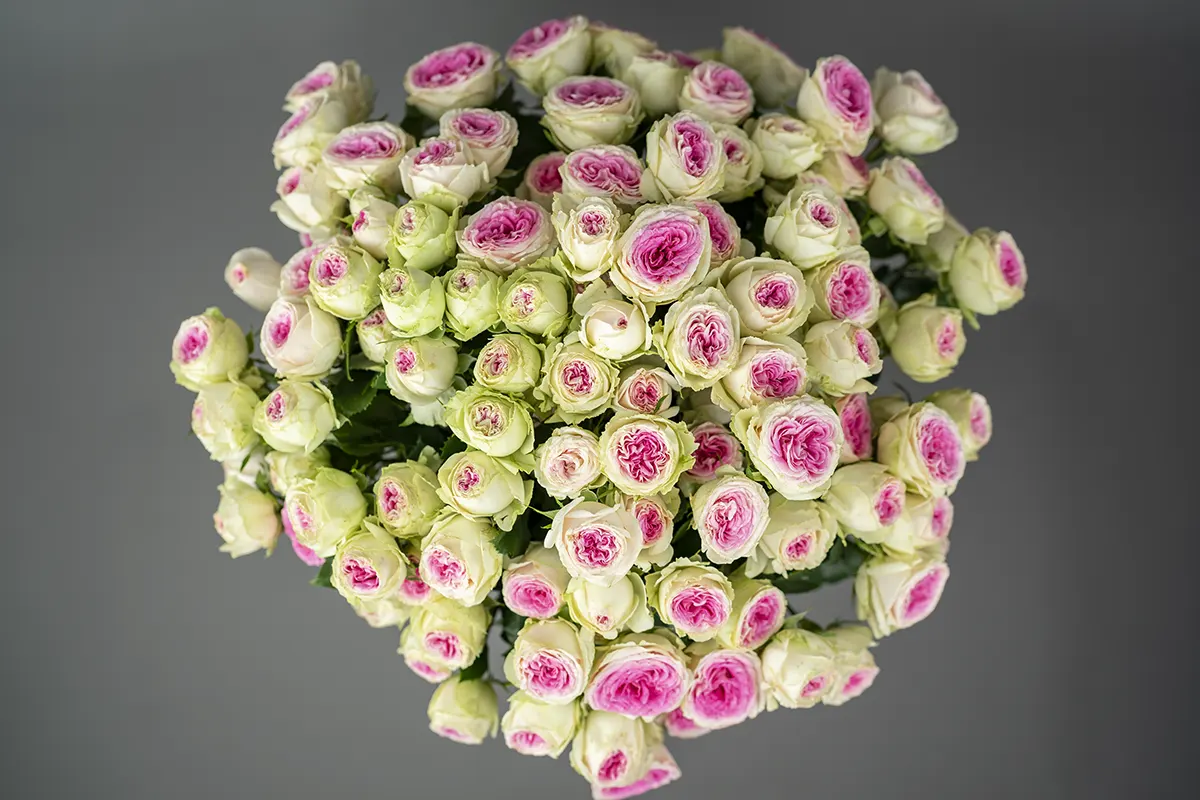 Букет из 17 розовых кустовых пионовидных роз Джелато (01129)