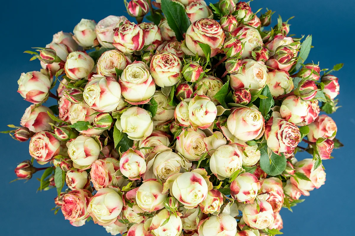 Букет из 15 бело-красных кустовых роз Латин Помпон Фрилендер (01503)