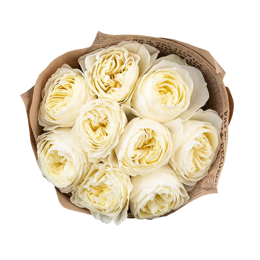 Букет из 9 бело-кремовых пионовидных роз Колдплей (02878)