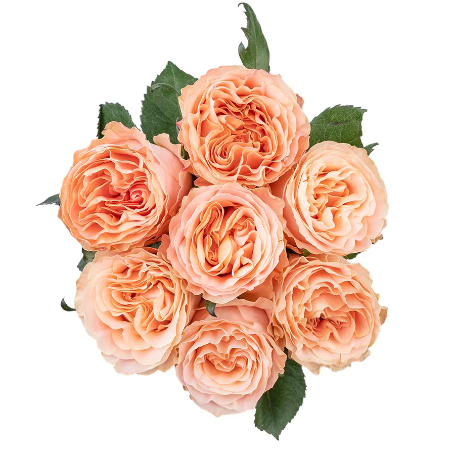 Букет из 7 нежно-персиковых пионовидных роз Принцесс Краун (03023)