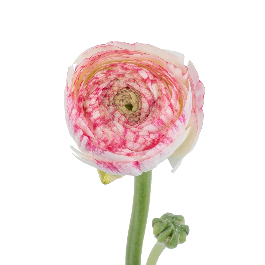 Ранункулюс розовый Азур Пинк Страйп 44 см (01883)