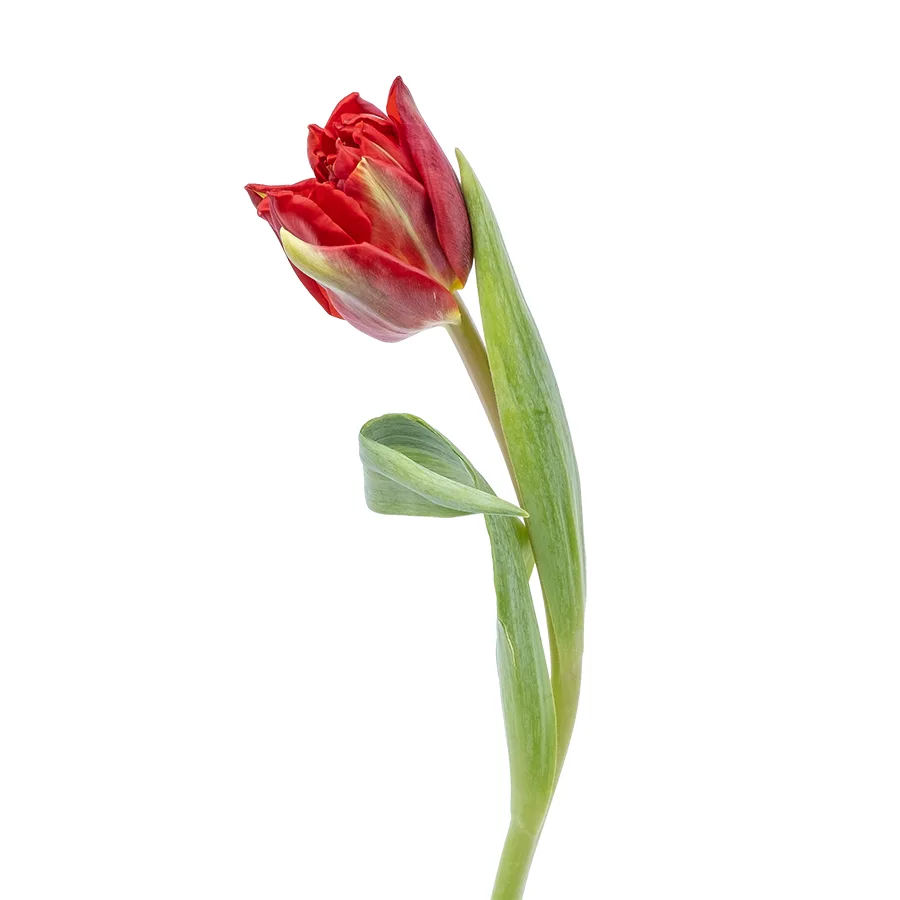 Тюльпан махровый красный Ред Принцесс (00580)