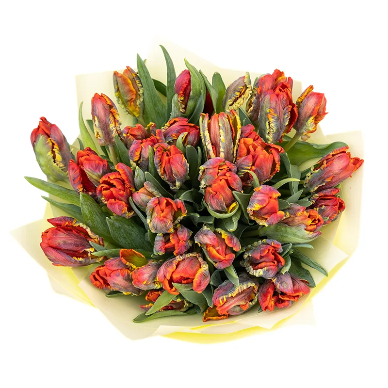 Букет из 35 красных попугайных тюльпанов Пэррот Рококо (01983)