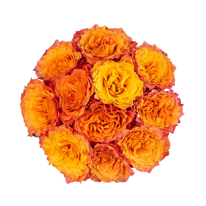 Букет из 11 оранжево-коралловых пионовидных роз Фри Спайрит (01594)