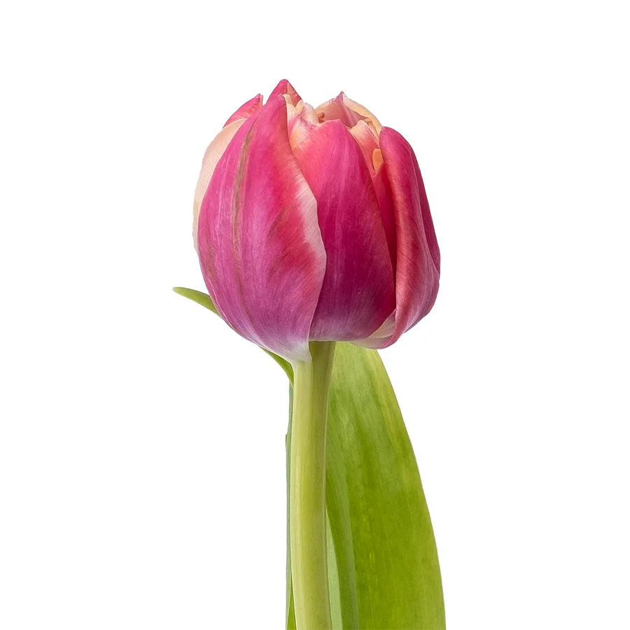 Тюльпан махровый красно-розовый с белой каймой Колумбус (00575)
