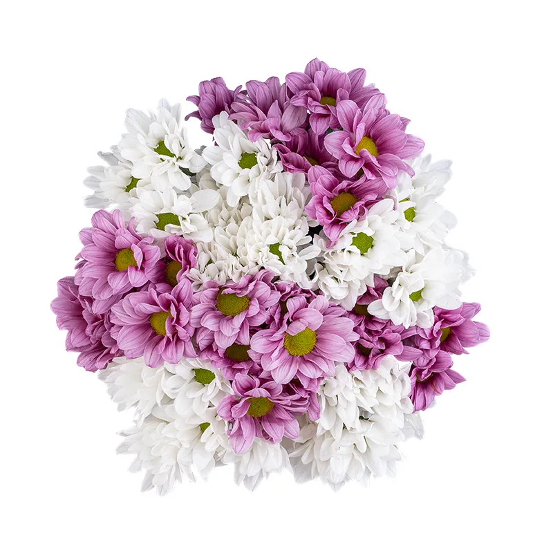 Букет из 9 белых и розовых кустовых хризантем (01798)