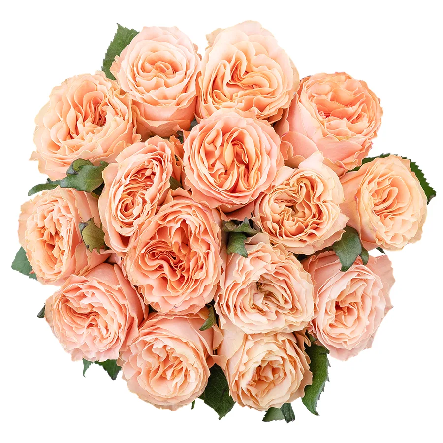 Букет из 15 нежно-персиковых пионовидных роз Принцесс Краун (03019)