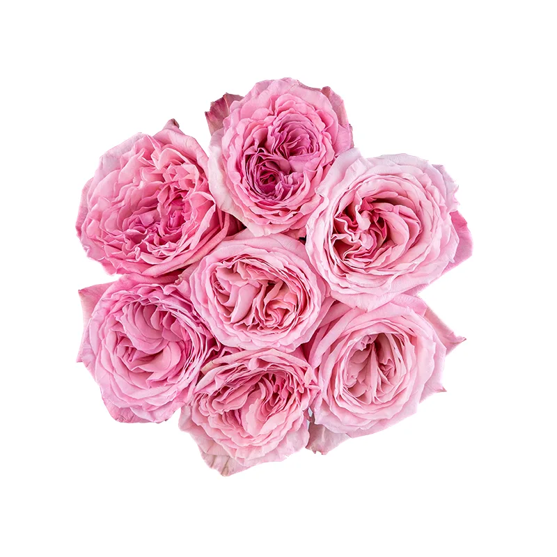 Букет из 7 ароматных розовых садовых роз Пинк О’Хара (01778)