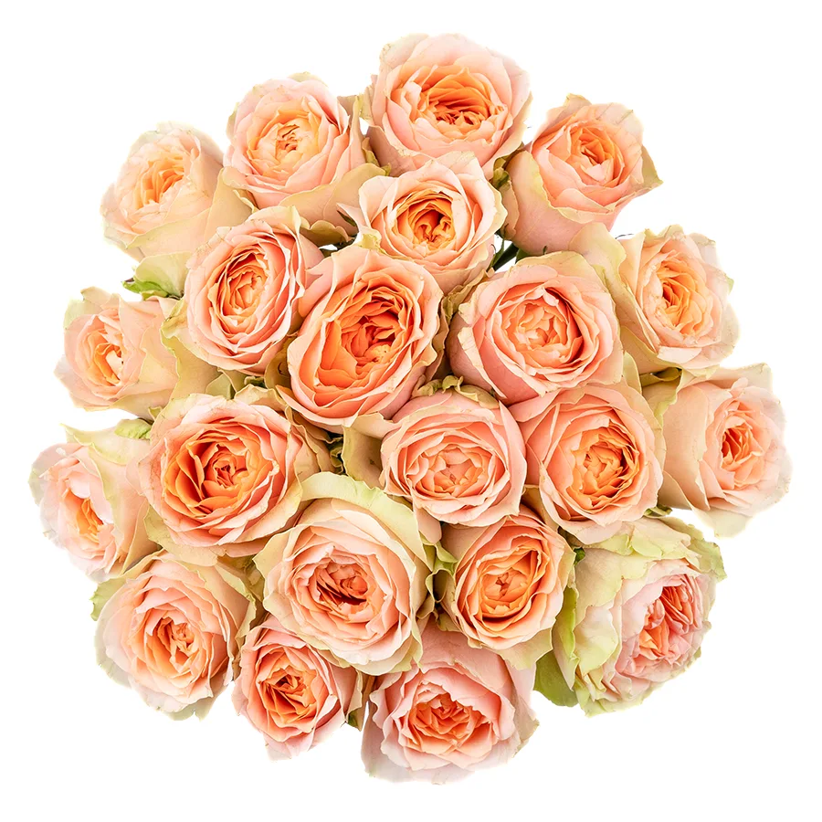 Букет из 21 зелёно-кремовой садовой розы Гравити (02612)