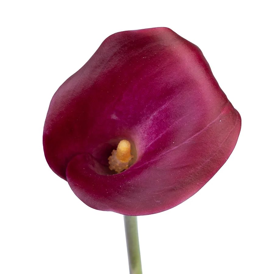 Калла бордово-фиолетовая (бургунди) Суматра 65 см (03086)