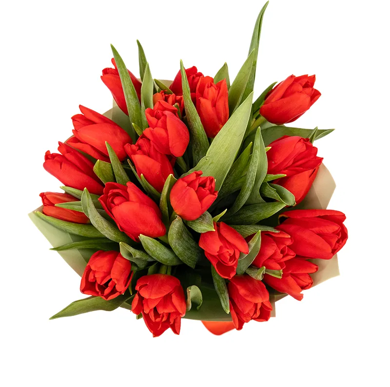 Букет из 21 красного тюльпана (01894)