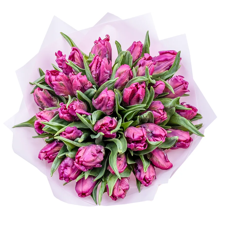 Букет из 31 фиолетового попугайного тюльпана Принц Пэррот (02181)