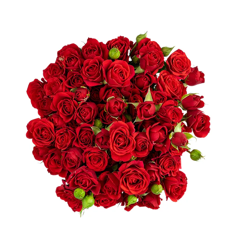 Букет из 15 красных кустовых роз Мирабель (01732)