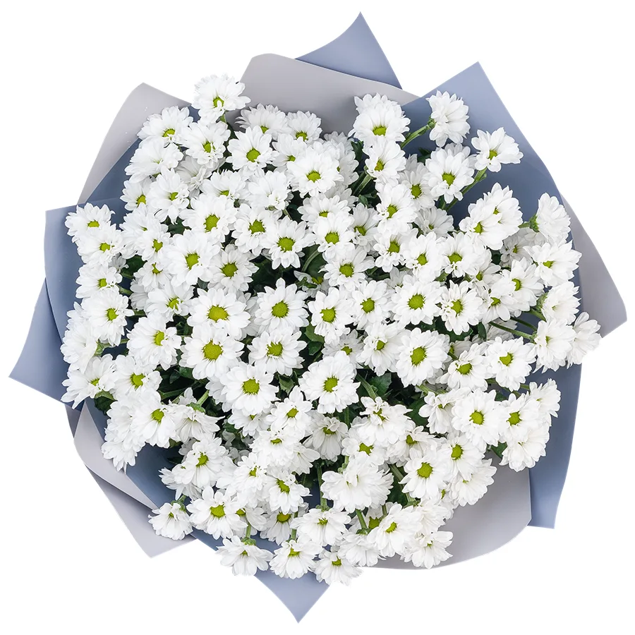 Букет из 19 белых кустовых хризантем Сантини Баунсер (02728)