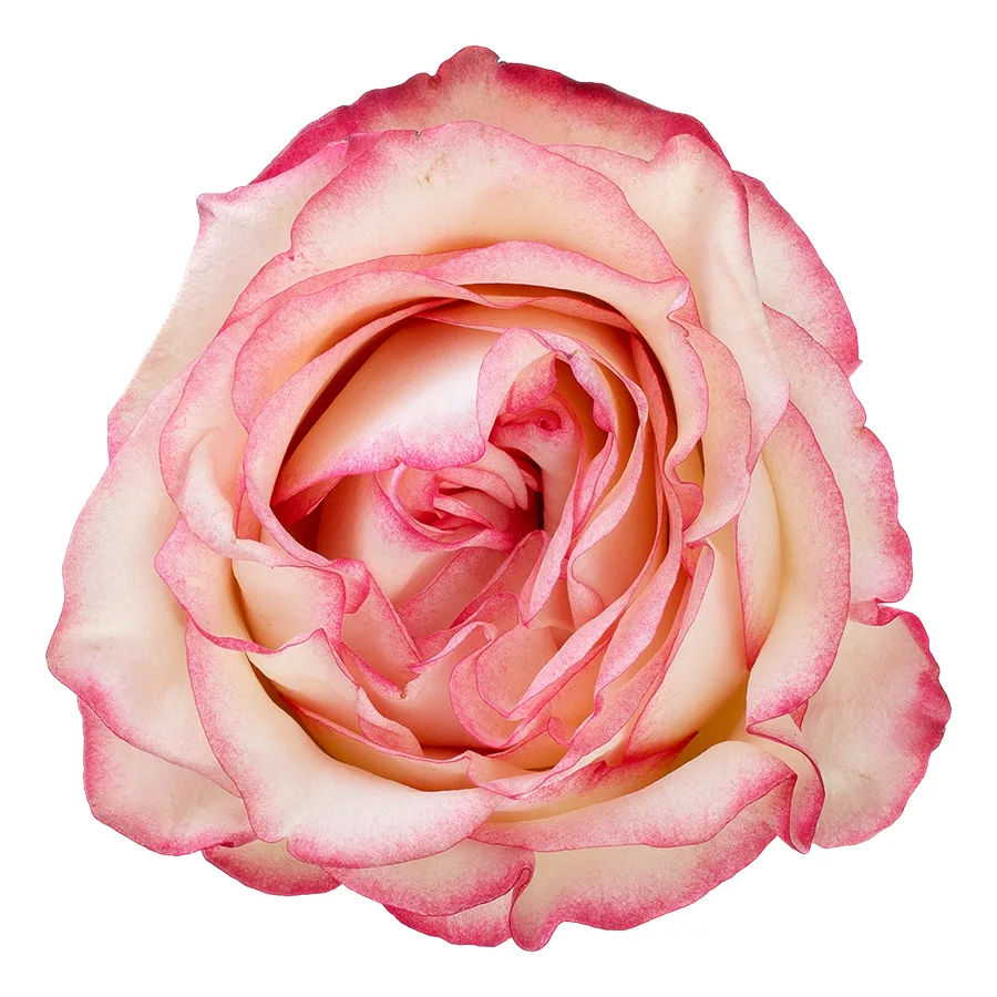 Роза бело-розовая с малиновыми краями Палома 60 см (03048)