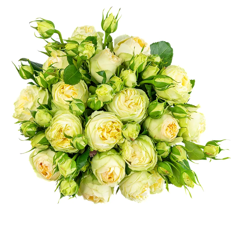 Букет из 17 бело-кремовых кустовых пионовидных роз Веддинг Пиано (01634)