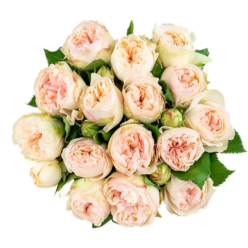 Букет из 15 кремово-розовых кустовых роз Пашмина Саммерхаус (01482)