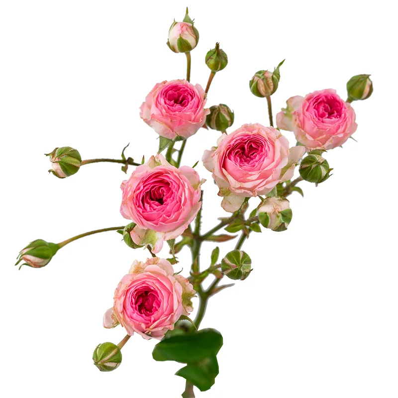 Роза кустовая розовая Мими Эден (00280)
