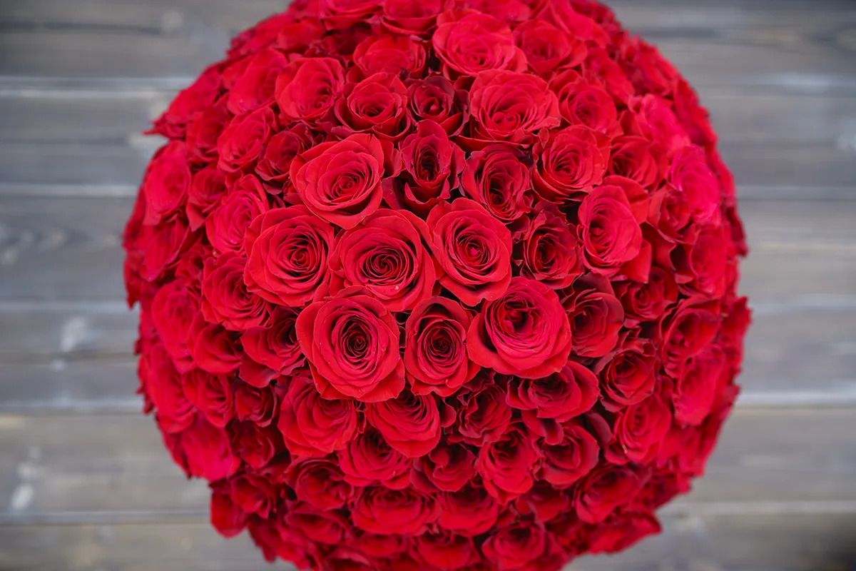 Букет из 151 красной розы Фридом (00828)