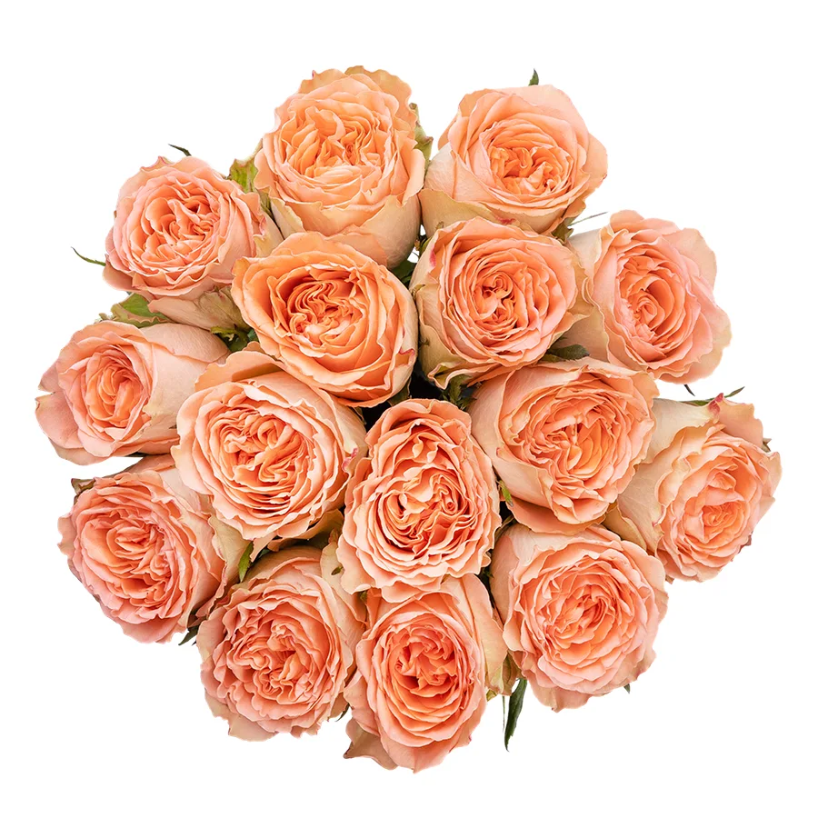 Букет из 15 кремово-персиковых пионовидных роз Кантри Хоум (03010)