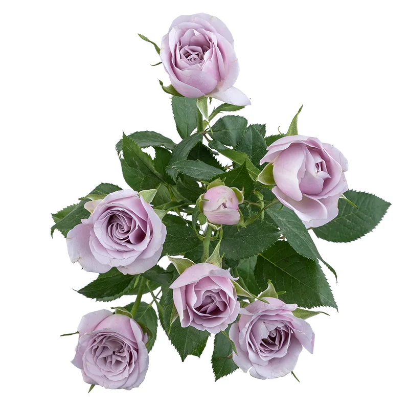 Роза кустовая нежно-сиреневая Сильвер Шадоу (00348)