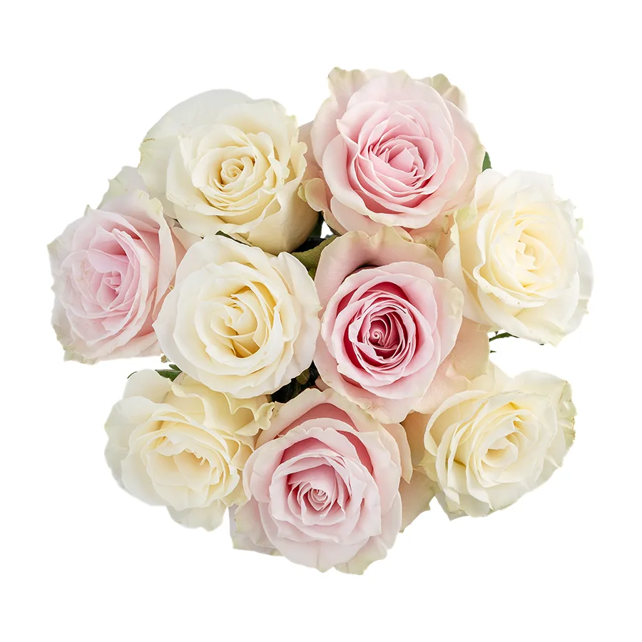Букет из 9 белых и розовых роз Мондиаль и Пинк Мондиаль (02236)