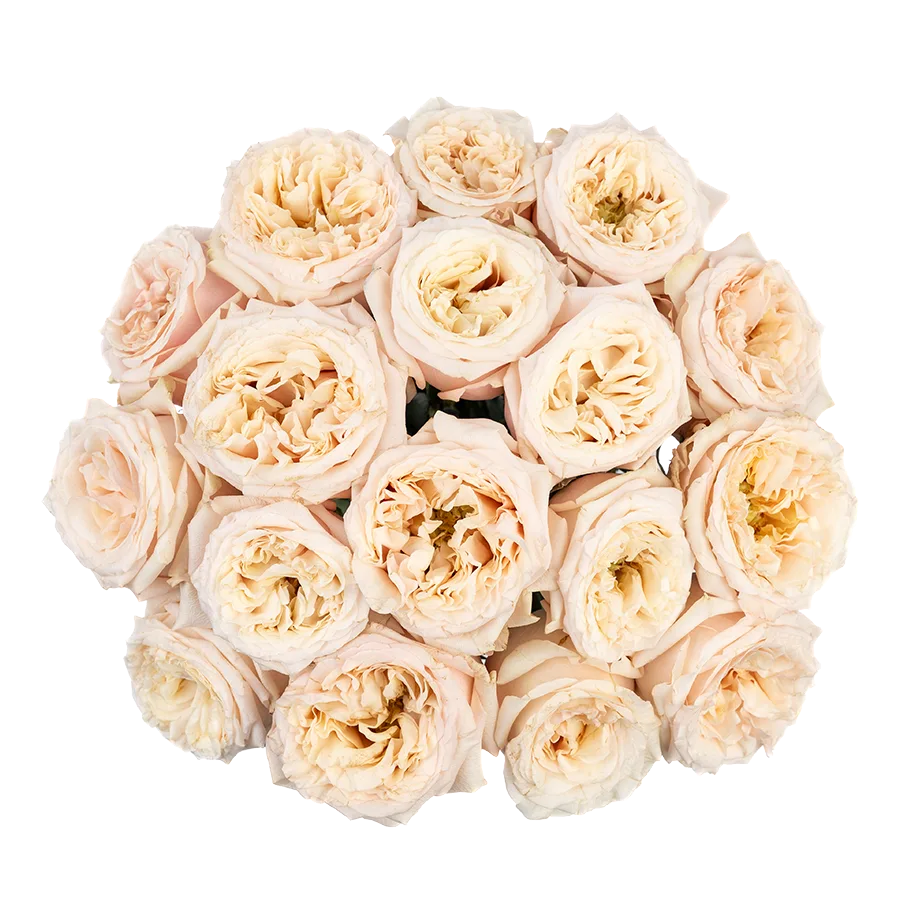 Букет из 17 садовых кремовых роз Башфул (03845)