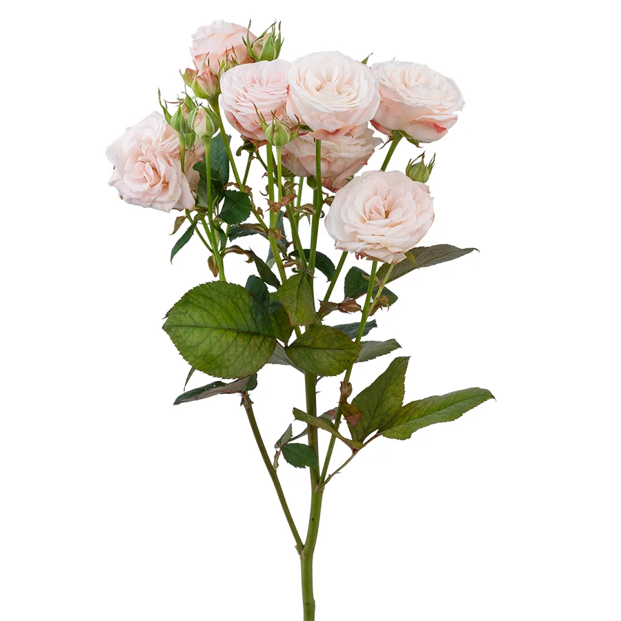 Роза кустовая пионовидная нежно-розовая Бомбастик 60 см (02931)