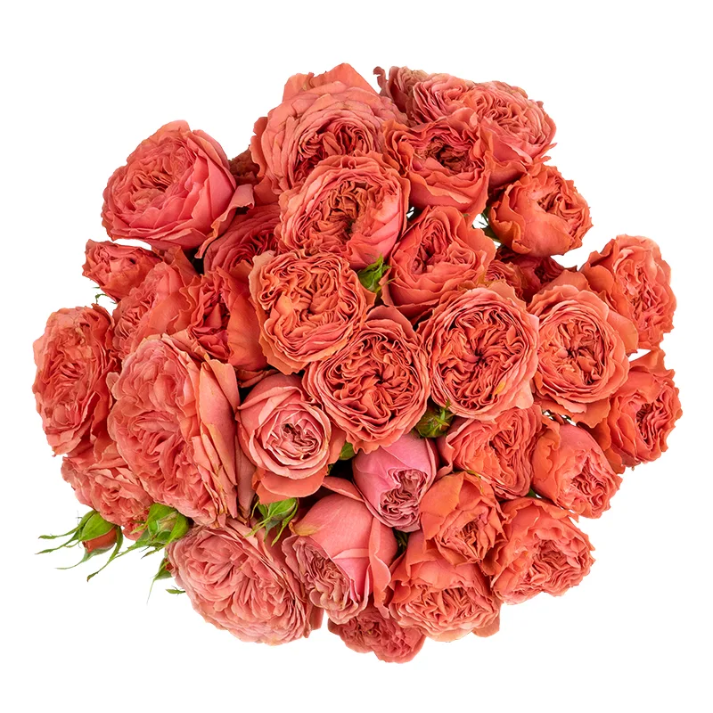 Букет из 13 оранжево-коралловых кустовых роз Белла Трендсеттер (01487)