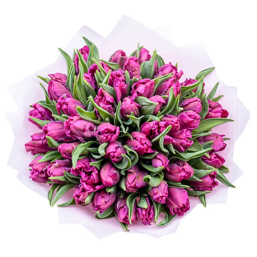 Букет из 47 фиолетовых попугайных тюльпанов Принц Пэррот (02173)