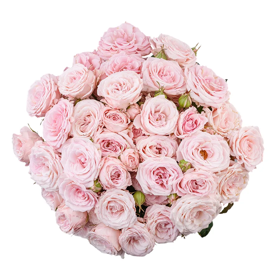 Букет из 11 нежно-розовых кустовых роз Аэробик (02927)