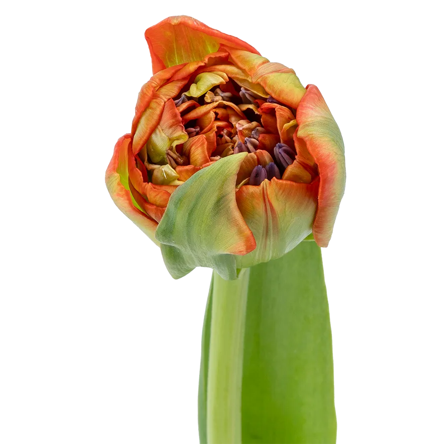 Тюльпан махровый кораллово-красный Женева 44 см (01885)