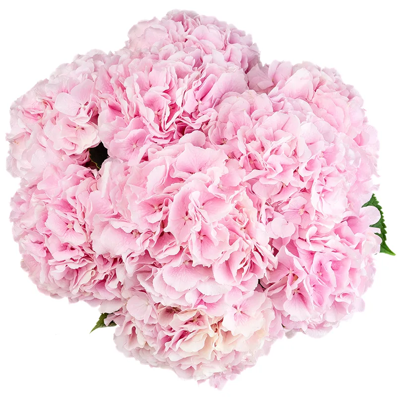 Букет из 9 розовых гортензий Верена (01536)