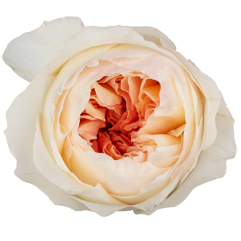 Роза садовая персиковая Дэвида Остина Джульетта (00235)