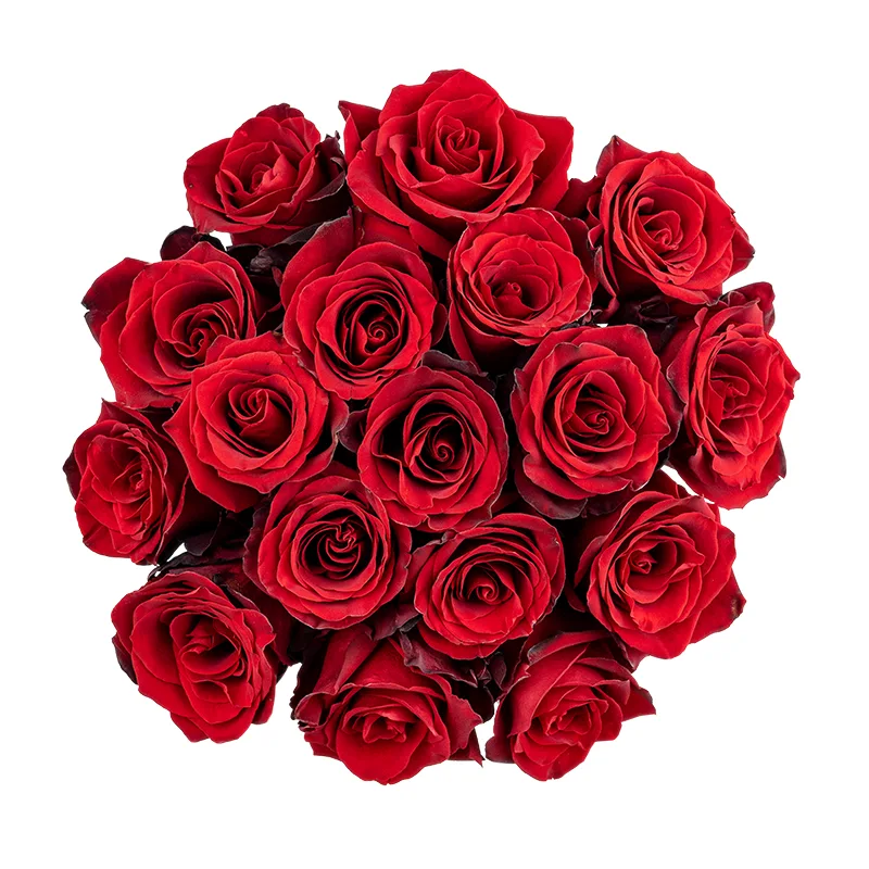 Букет из 17 тёмно-красных роз Эксплорер (01551)