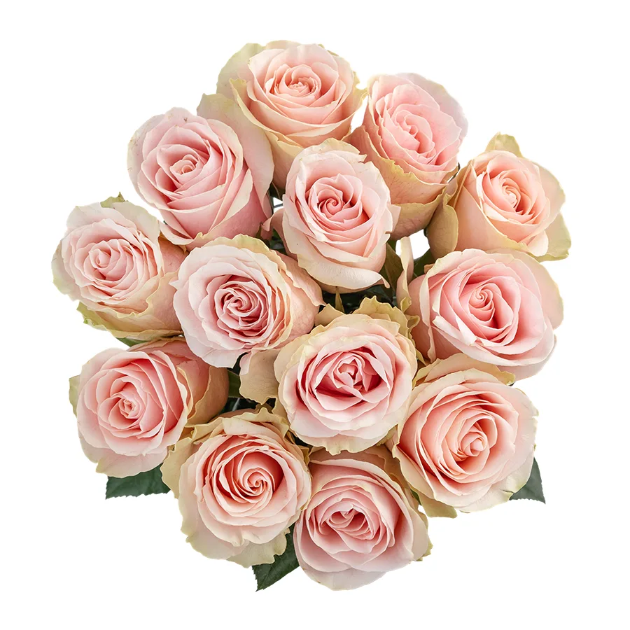 Букет из 13 светло-розовых роз Фрутетто (02137)