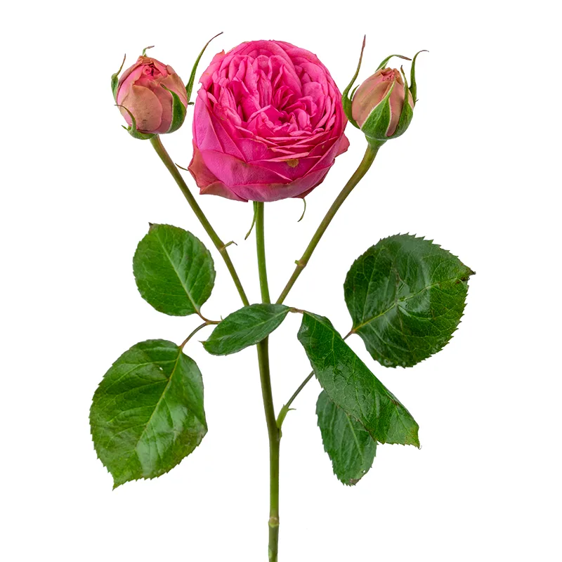 Роза кустовая розовая Пинк Пиано (00214)