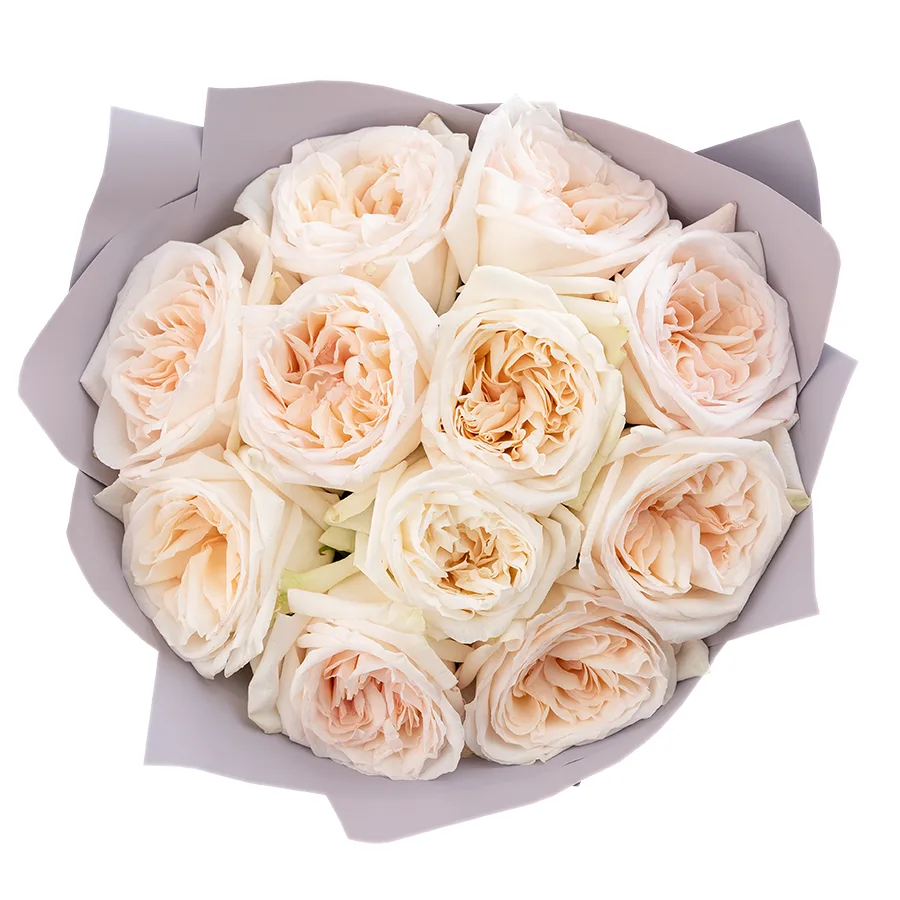 Букет из 11 ароматных белых садовых роз Вайт О’Хара в упаковке (01284)