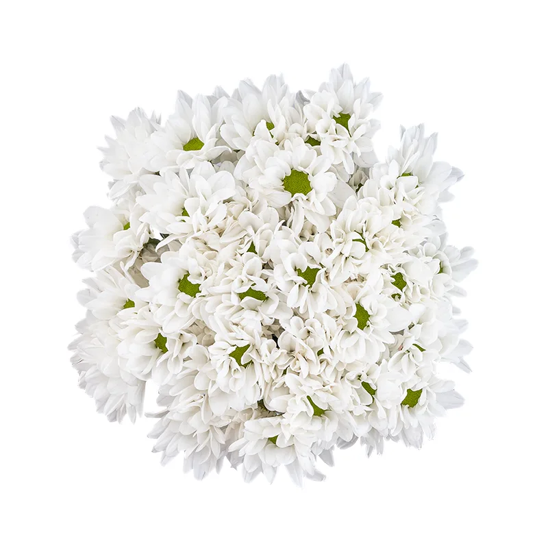 Букет из 7 белых кустовых хризантем (01792)