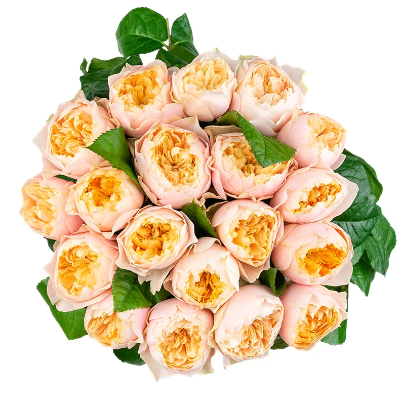 Букет из 19 персико-розовых пионовидных роз Романтик Вувузела (01617)