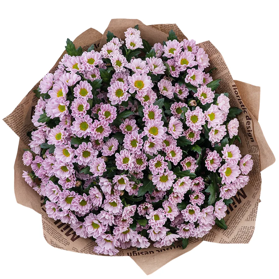 Букет из 19 нежно-розовых кустовых хризантем Сантини Росси Пинк (02836)
