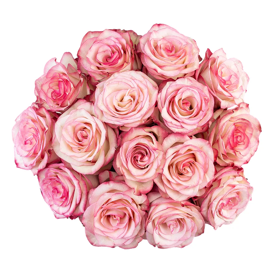 Букет из 15 бело-розовых с малиновыми краями роз Палома (03102)