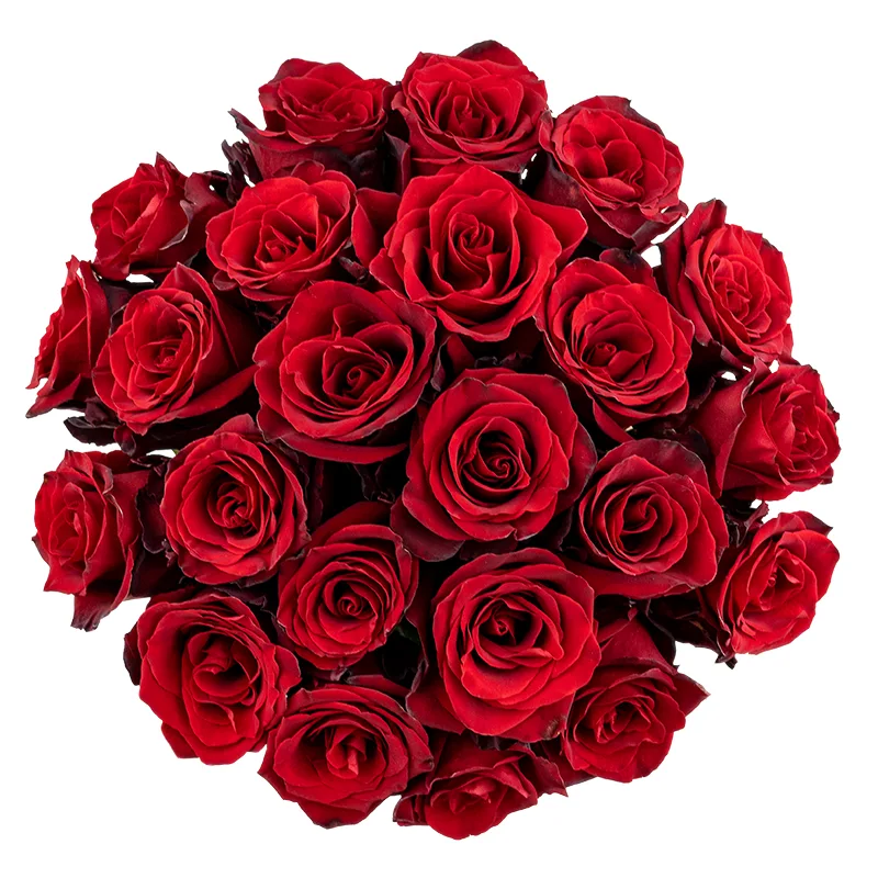 Букет из 23 тёмно-красных роз Эксплорер (01548)