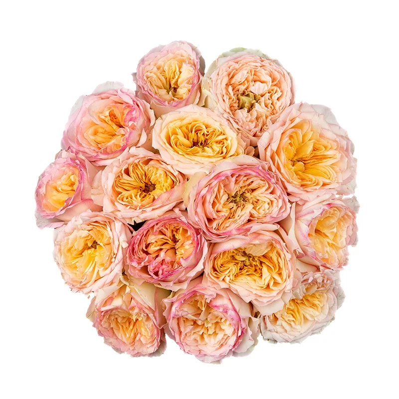 Букет из 15 кремово-розовых пионовидных роз Флешбек Саммерхаус (01422)