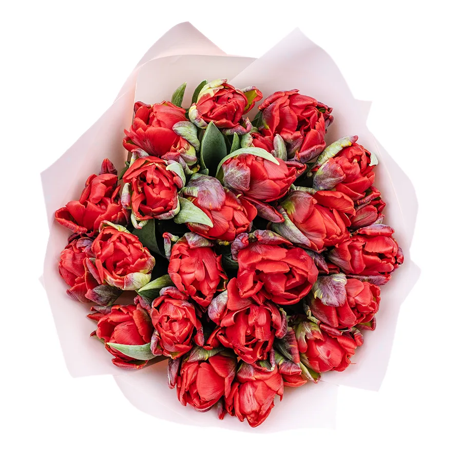 Букет из 17 красных густомахровых тюльпанов Рококо Дабл (02274)