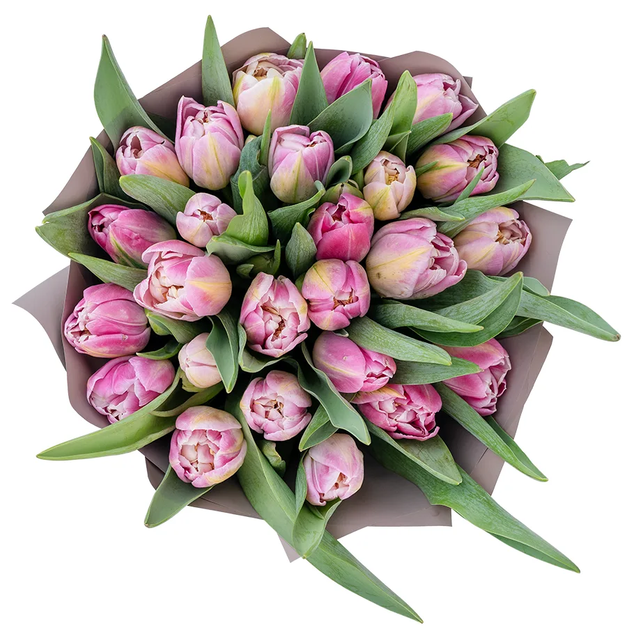Букет из 25 бело-розовых махровых тюльпанов Бриндизи (03052)